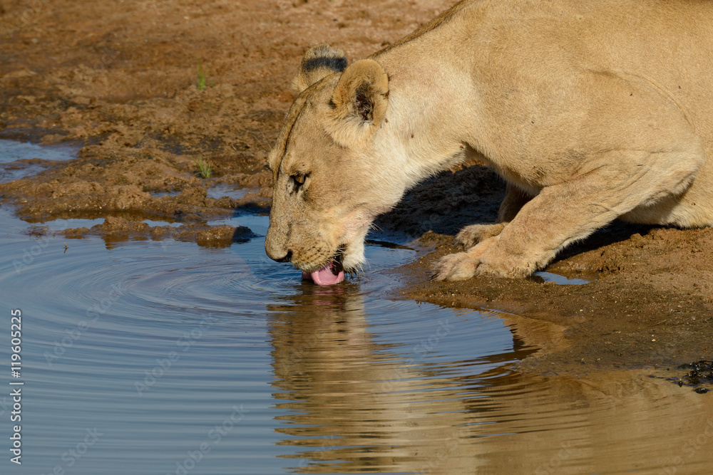 Obraz premium Lew (lwica) (Panthera leo) pije. Park Narodowy Ruaha. Tanzania
