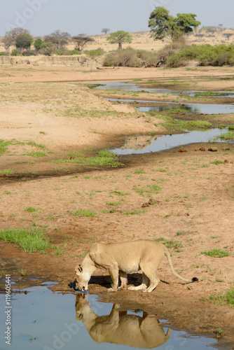 Fototapeta Naklejka Na Ścianę i Meble -  Lion (lioness) (Panthera leo) drinking. Ruaha National Park. Tanzania