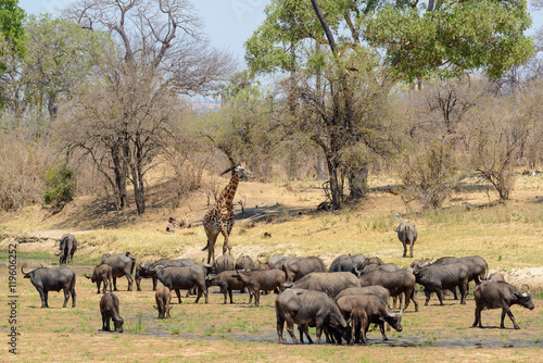 African buffalo or Cape buffalo (Syncerus caffer) and Masai giraffe or Maasai giraffe (Giraffa camelopardalis tippelskirchi) in river bed. Ruaha National Park. Tanzania