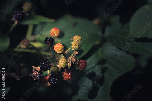 blackberries