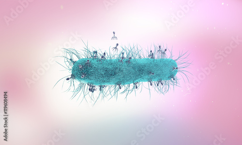 Bacteriophage viruses infecting bacterial cell
