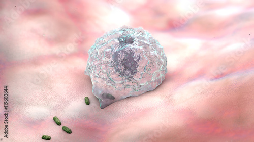 A monocyte is a phagocytic white blood cell or leukocyte in the human immune system capable of the uptake of microbes and pathogens.