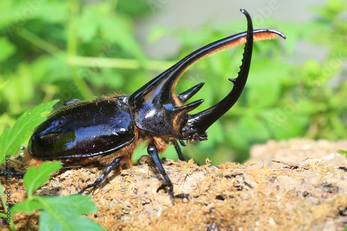 Neptunus beetle (Dynastes neptunus) male in Ecuador

 photo