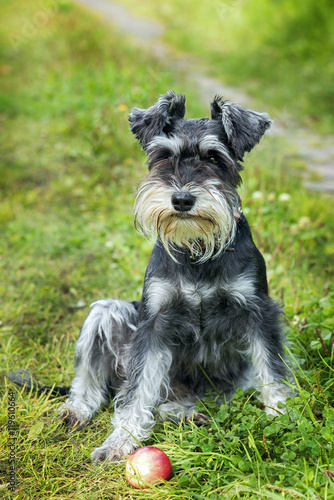 Miniature schnauzer sits on the grass outdoor