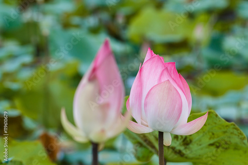 lotus flower