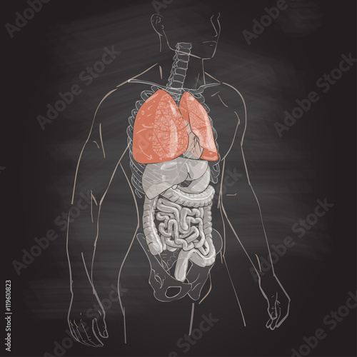 illustration of the lung