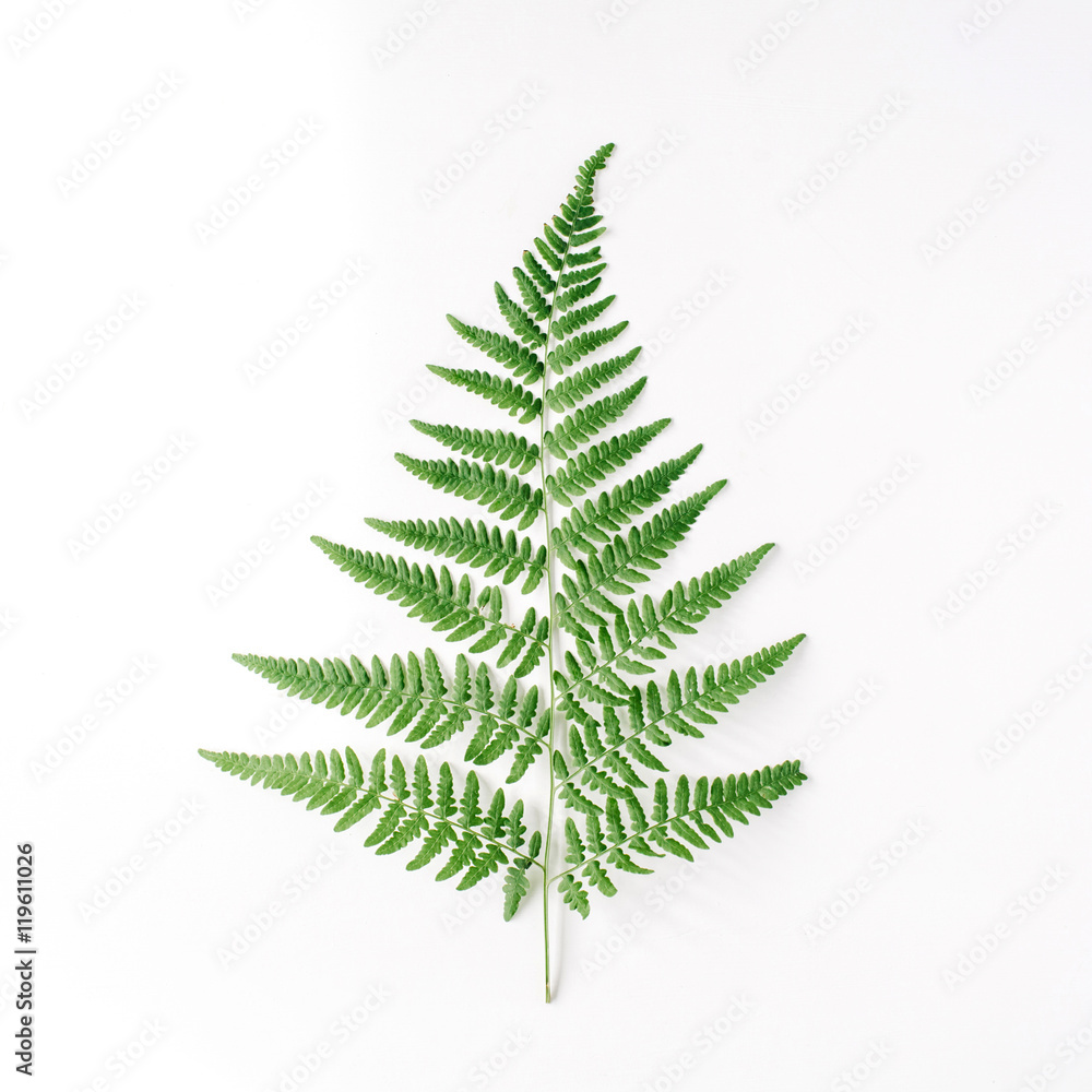 fern branch isolated on white background. flat lay, top view