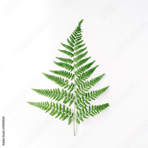 fern branch isolated on white background. flat lay, top view © Floral Deco