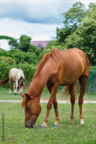 Horse ,The horse country of Thailand.