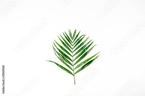 lone palm branch isolated on white background. flat lay, top view photo