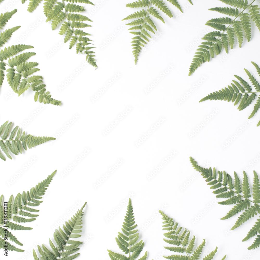 fern branches frame isolated on white background. flat lay, top view