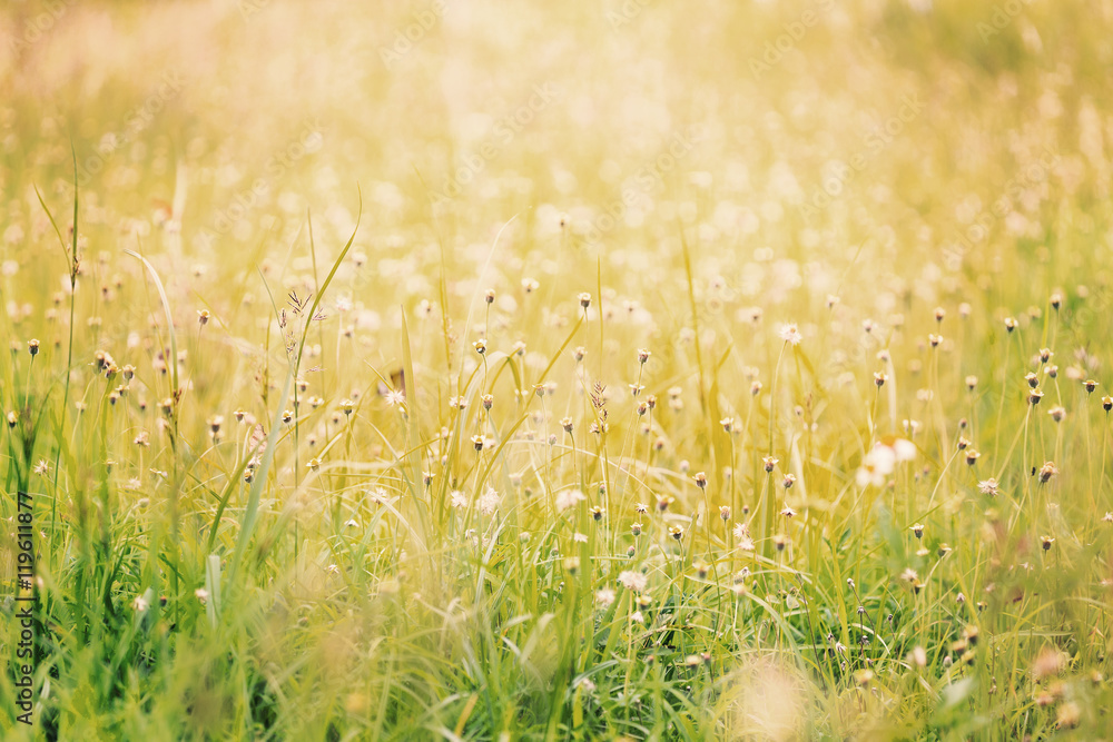 Grassy field with long leaf grass and wild flowers