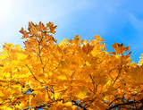 Tulip tree branch with golden autumn leaves. Fall and tuliptree on background of blue sky/Tulip tree branch with golden autumn leaves. Fall and tuliptree on background of blue sky