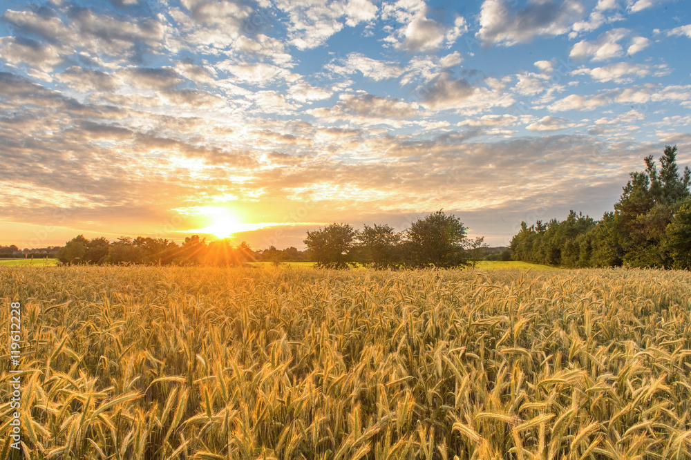 Fototapeta premium Getreidefeld im Sonnenuntergang