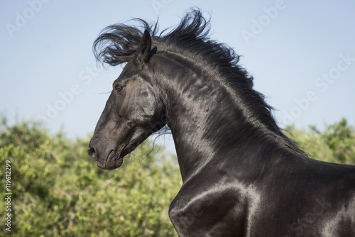 Stallion elegance © Nicole Ciscato