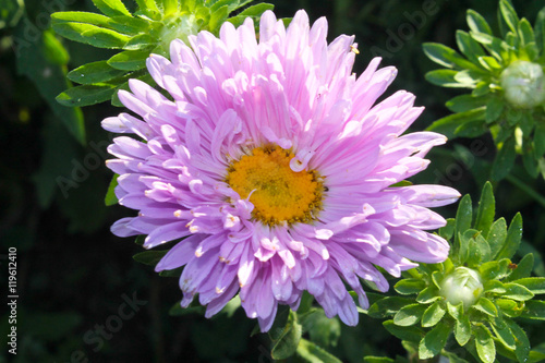 Pink aster in the garden