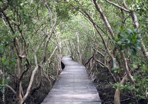 Thailand, Phetchaburi Province, wood path through mangrove forest photo