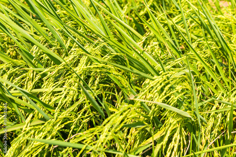 Green paddy rice in the field rice background Green paddy rice in the field rice background