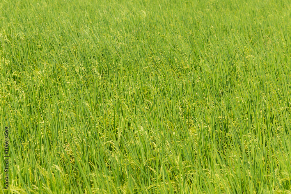 Background of Paddy rice green leaf field Background of Paddy rice green leaf field