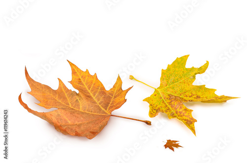autumn leaves background isolated