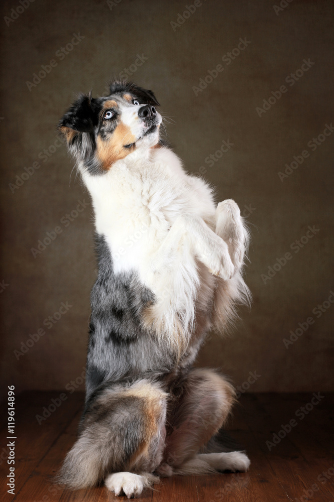 Australian Shepherd mit blauen Augen macht Männchen im Studio Stock