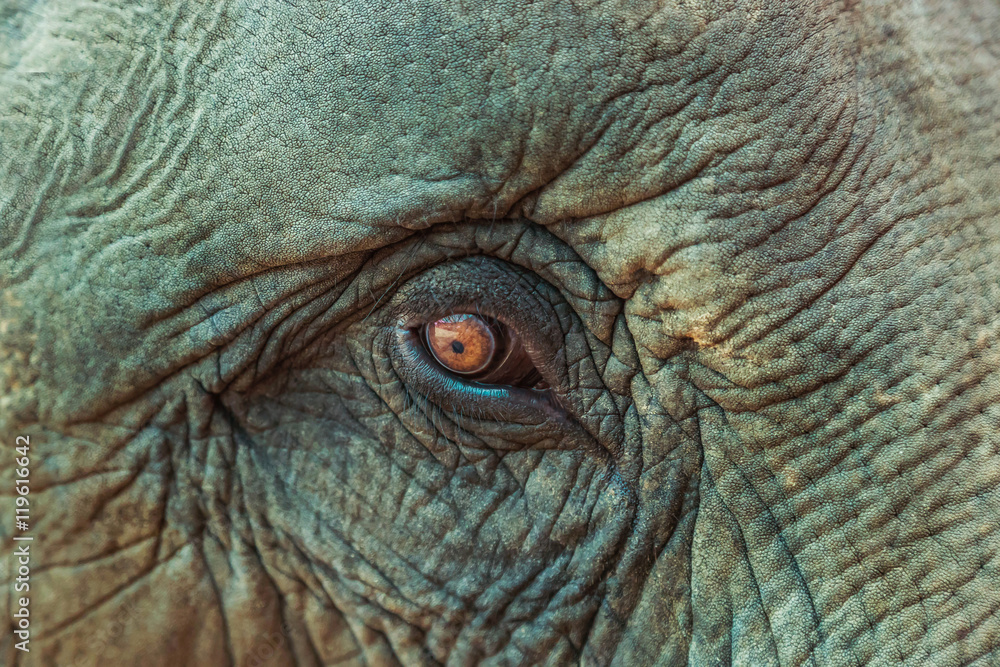 Fototapeta premium close up asia elephant eye 