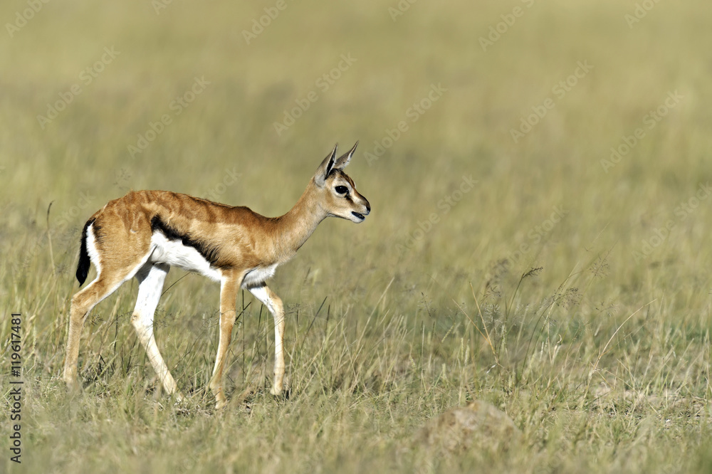 Grant Gazelle in the savannah