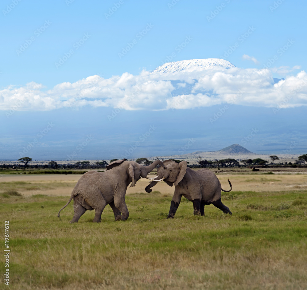 Fototapeta premium Elephants in the savannah
