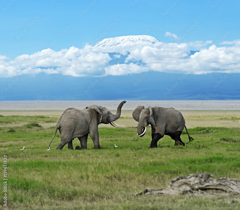 Fototapeta premium Amboseli National Park