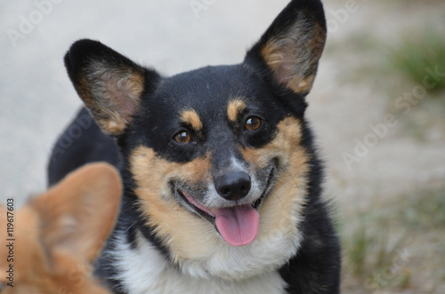 Black and Tan Welsh Corgi Dog photo