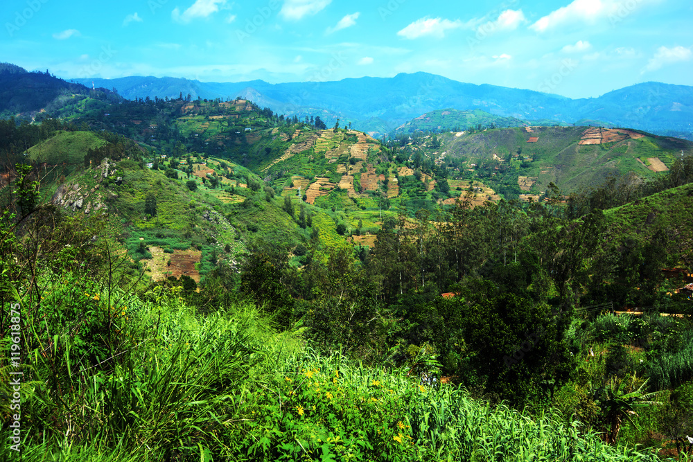 Tea plantations in Sri Lank