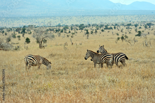 Zebra in the Masai Mara