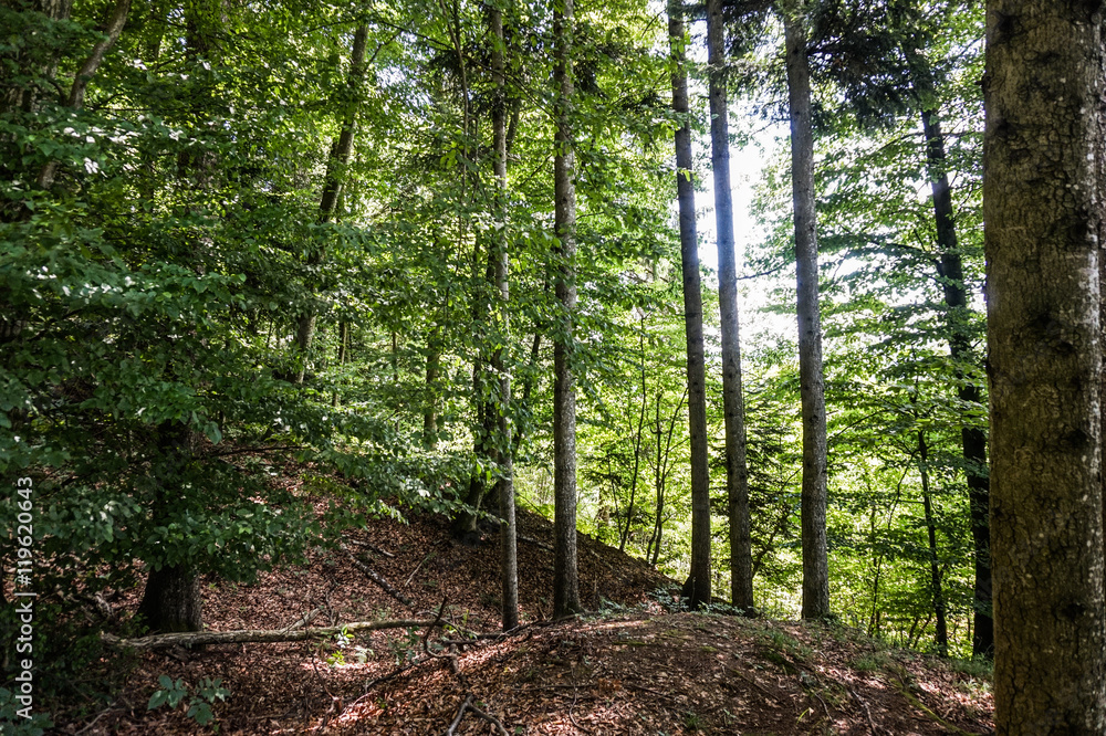Fototapeta premium Wald Sommer Österreich Laubwald
