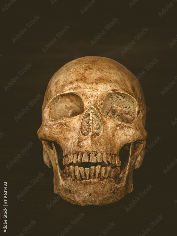Human skull Human skull