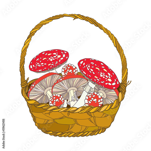 Wicker basket with Amanita or Fly agaric mushroom isolated on white. Outline poisonous red-cup mushroom in line art. Floral elements in contour style for autumn design.