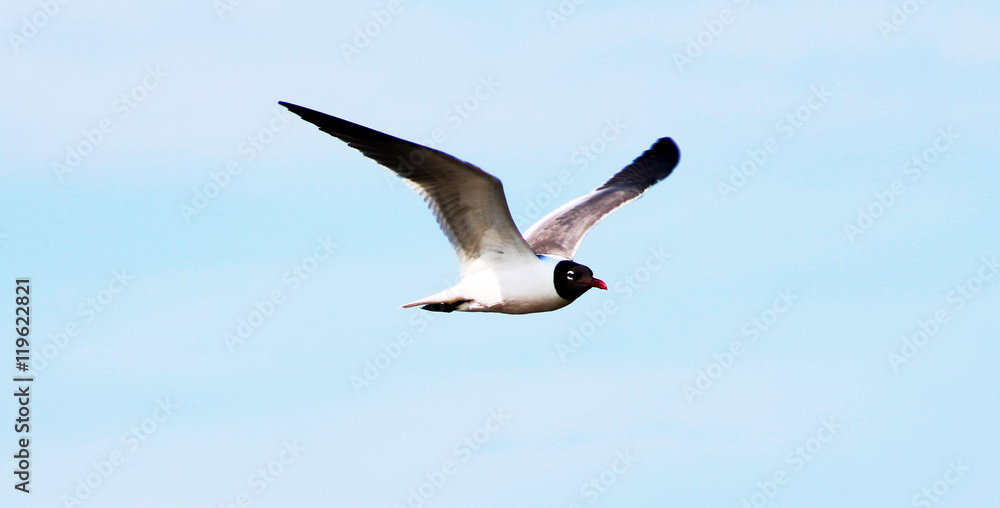 Fototapeta premium Common Tern flying in the sky