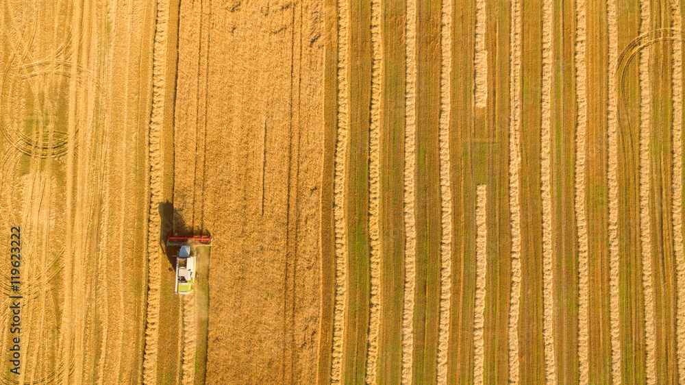 Harvester machine working in field . Combine harvester agriculture machine harvesting golden ripe wheat field. Agriculture. Aerial view. From above. Harvester machine working in field . Combine harvester agriculture machine harvesting golden ripe wheat field. Agriculture. Aerial view. From above.