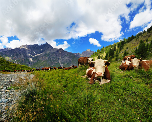 cows on alpine meadow in Valle dAosta