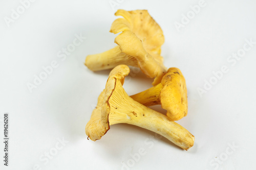 girolles 01092016  photo