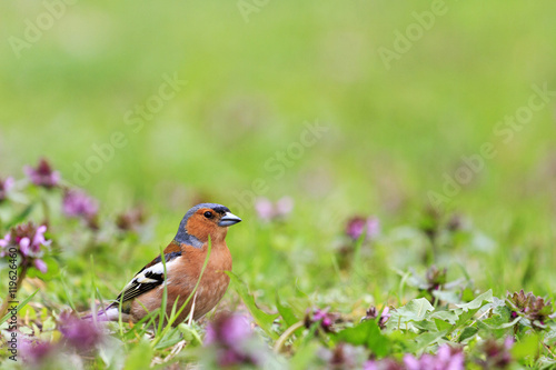 Chaffinch standing in front of pink flowers © drakuliren