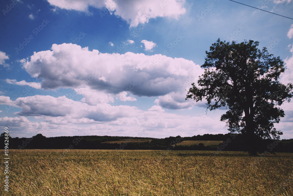 Wheat growing in a field in the Chilterns Vintage Retro Filter. Wheat growing in a field in the Chilterns Vintage Retro Filter.