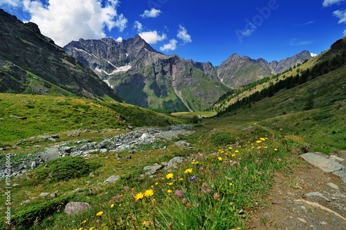 alpine meadow in Valle dAosta mountains