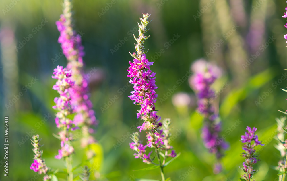 Lythrum salicaria, (Purple loosetrife) weed flower at a lakeside. It is a flowering plant belonging to the family Lythraceae. Lythrum salicaria, (Purple loosetrife) weed flower at a lakeside. It is a flowering plant belonging to the family Lythraceae.