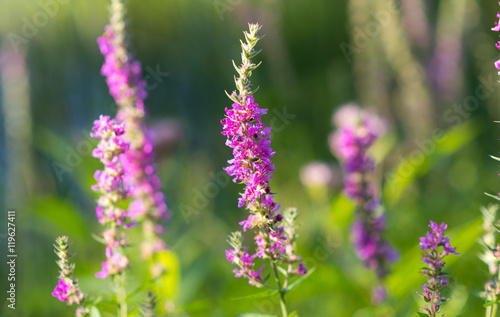 Fototapeta Naklejka Na Ścianę i Meble -  Lythrum salicaria, (Purple loosetrife) weed flower at a lakeside.  It is a flowering plant belonging to the family Lythraceae. 