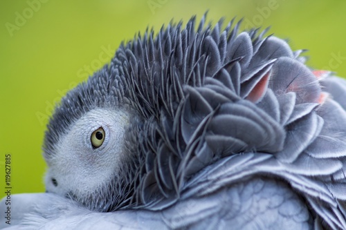 Müder Graupapagei / tired African Grey parrot photo