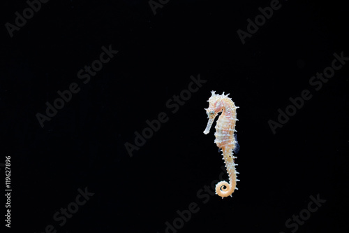 Hippocampus on the black background. Sea fish.