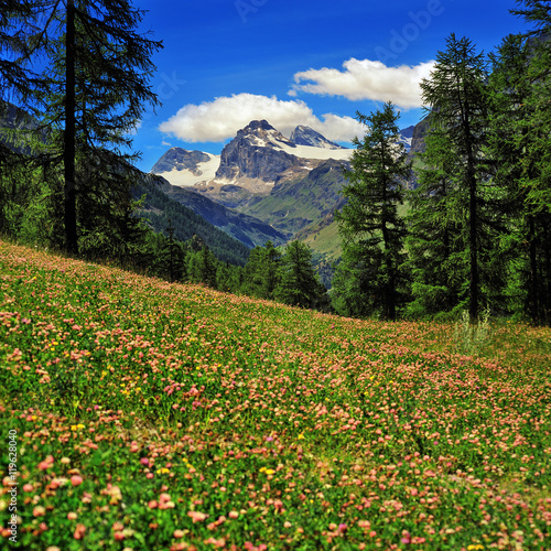 alpien meadow of clover with mountains