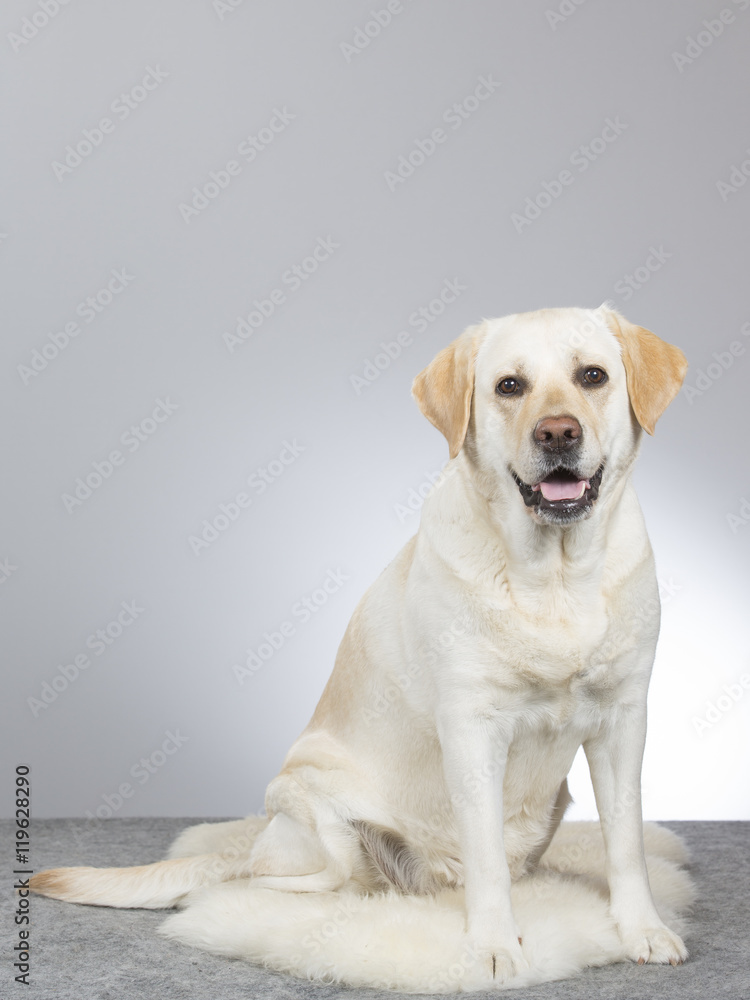 Golden retriever portrait. Image taken in a studio. Golden retriever portrait. Image taken in a studio.