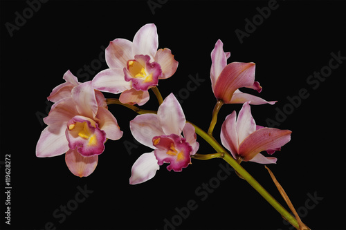 Stem of Pink Cymbidium Orchids on Black Background