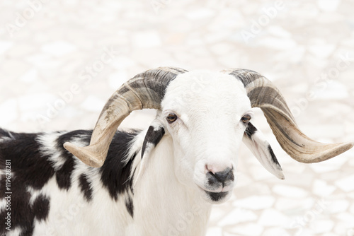 Sahelian Ram with a white and black coat photo